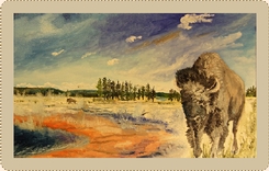 Bison at the Grand Prismatic, Yellowstone