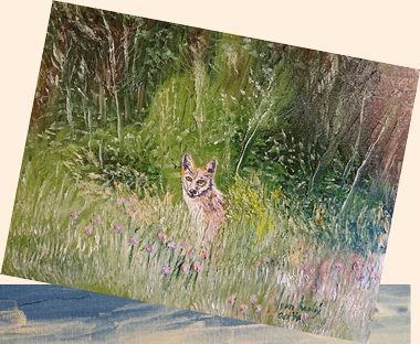 Coyote in Mississauga